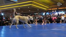 Cachorro, cambalhota e simpatia: os treinos abertos do UFC em Las Vegas