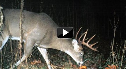 Planet Wild Night Hunting Big Cats - Storyteller Media