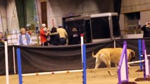 Un gros chien paresseux dans un concours d'Agility... Trop mignon