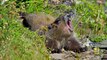 Marmots of Olympic National Park | Americas National Parks
