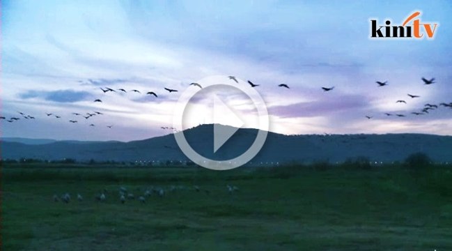 Pemandangan 500 juta burung berhijrah menakjubkan