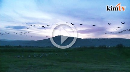 Pemandangan 500 juta burung berhijrah menakjubkan