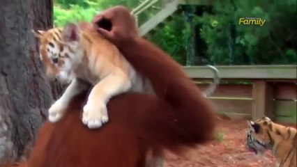 Прикольные обезьяны