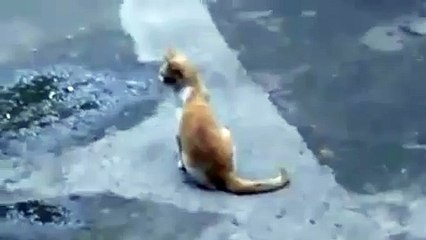 Птичка дразнит кота