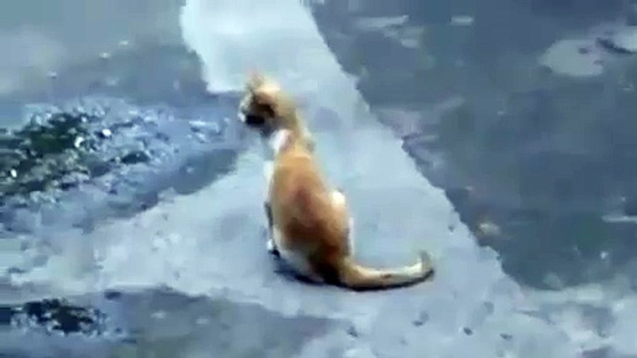 Птичка дразнит кота