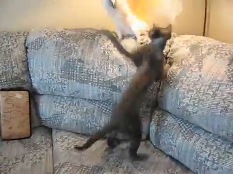 Angry parrot attacks cat - Злой попугай прогоняет кота