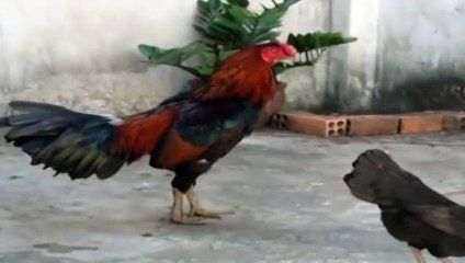 Con gà trống - Nhạc thiếu nhi vui nhộn hay nhất