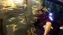 Cá vàng bơi trong bể nước - Ngoi lên lặn xuống cá vàng múa tung tăng