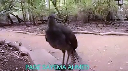 Bard funny video, A bard can create any musice