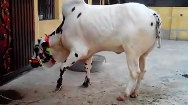 Dangerous || Beautiful Cow Qurbani || Eid ul azha 2014 || HD ✔
