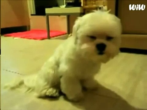 Засыпающий щенок