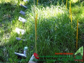 Prairies à flore variée -Chambre d'agriculture du Tarn-