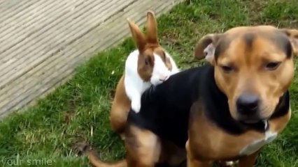 Животные ПРИКОЛЫ