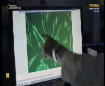 Centenarios: Genetica del envejecimiento