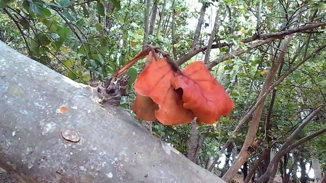Ski Nautique,Étang St Paul,Île de la Réunion.