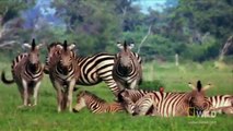 World's Deadliest - Zebra vs. Zebra