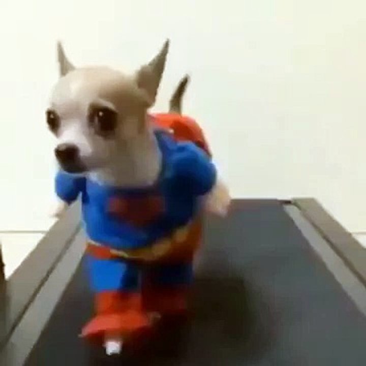 Собака в костюме супермена