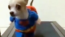 Собака в костюме супермена