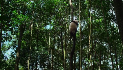 Born in China Official Trailer #1 (2016) - Disneynature Movie HD