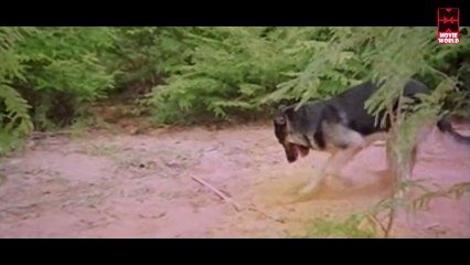 Malayalam Movie - Blackmail - Part 8 Out Of 18 [Ratheesh, Anuradha, Jayamalini] [HD]