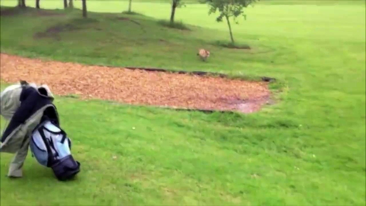 Man Repeatedly Chases Fox