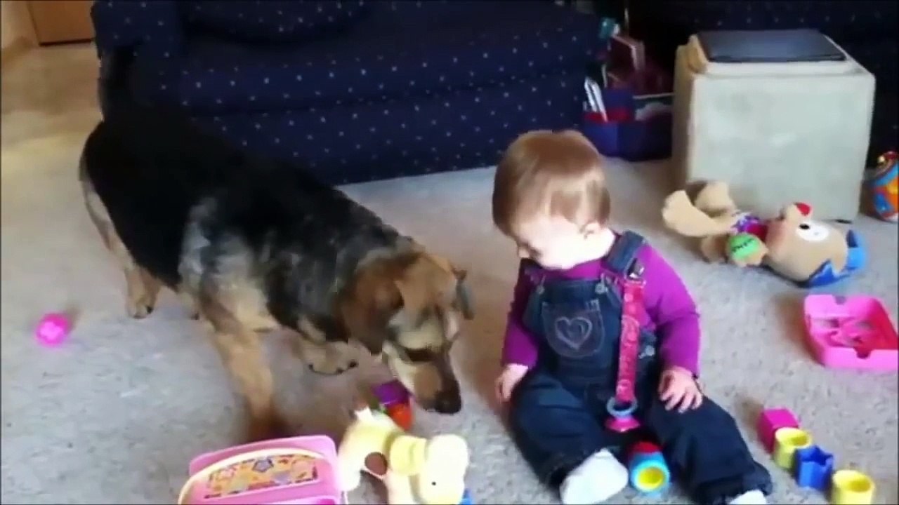 When Dogs & Babies Collide [Funny]