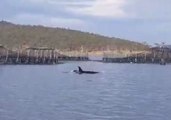 Rare Sighting of Killer Whales in the River Derwent