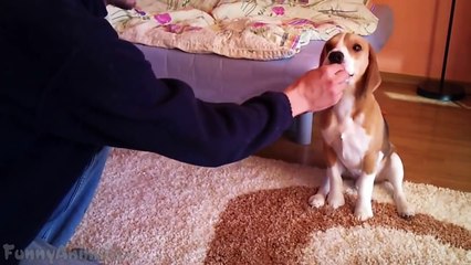 Funny Dogs Funny Dog Videos Compilation 2015 Funny Animals Videos