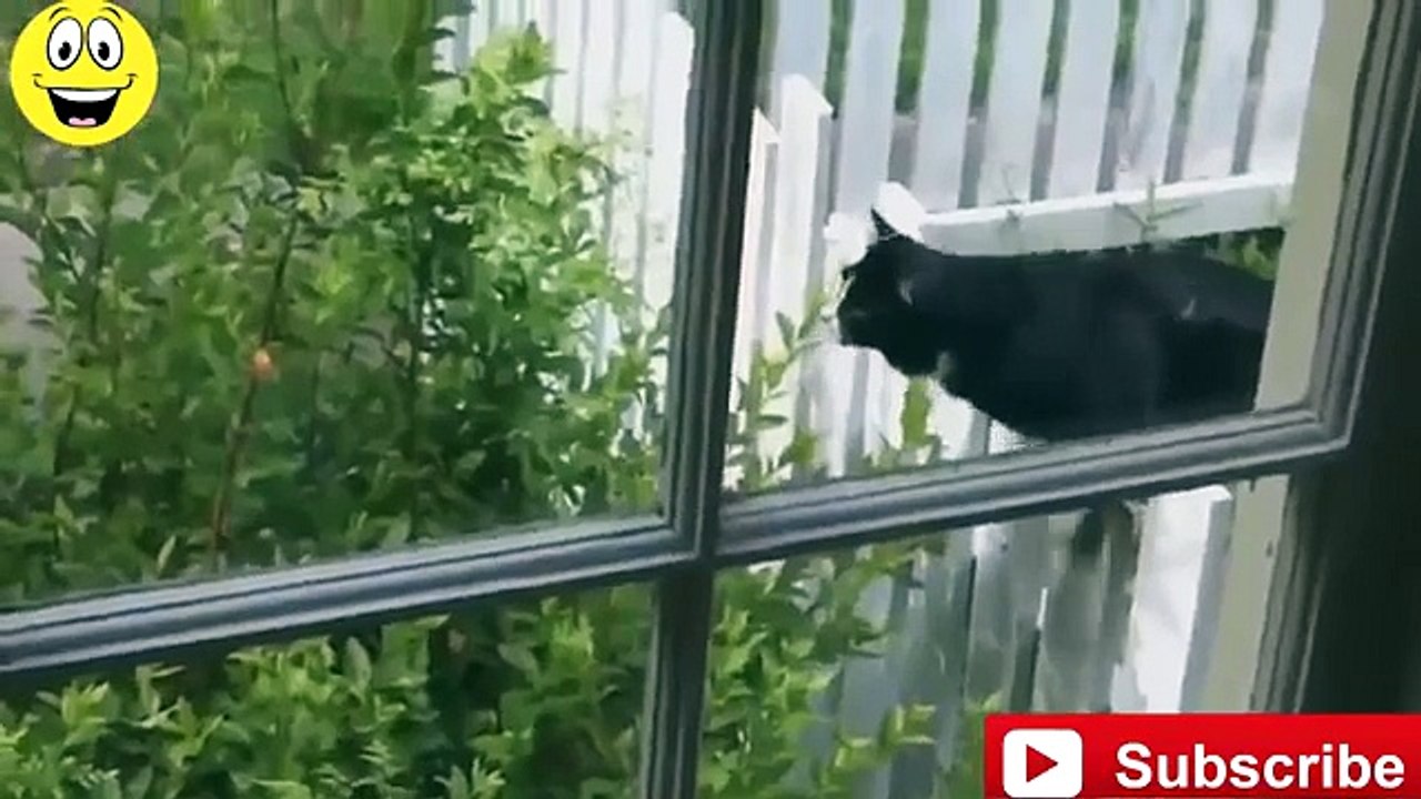 Funny Cats 09-12-2015
