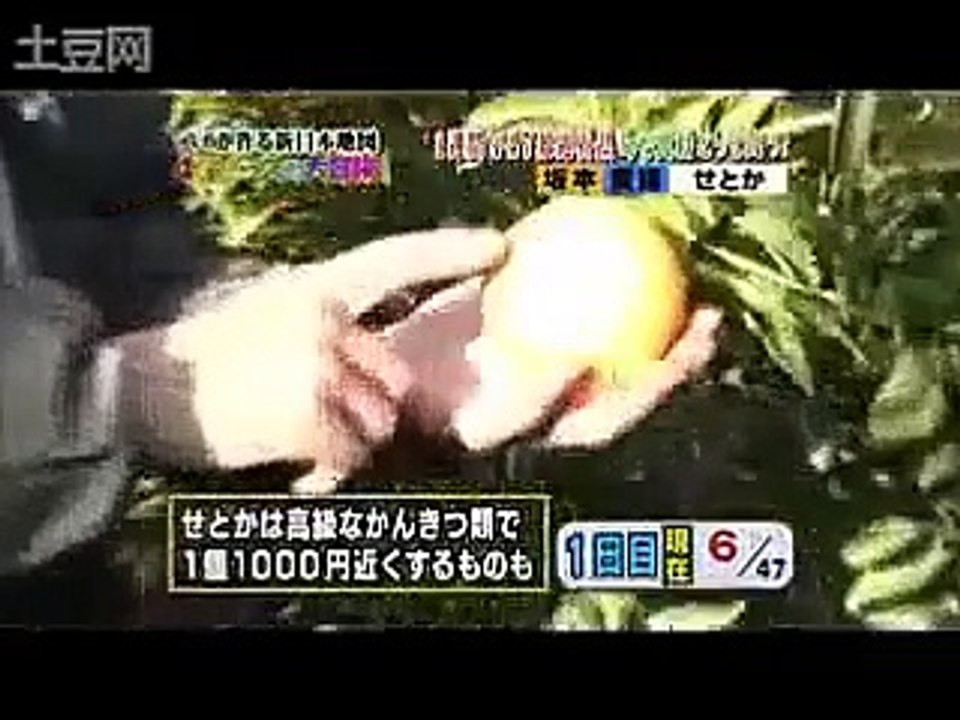 V6・坂本昌行 高級柑橘に大感激！！