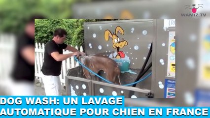 Dog Wash: un lavage automatique pour chien en France! À découvrir dans la minute chien #63