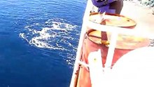 Un Calmar colossal capturé par des pêcheurs russes