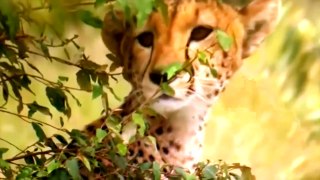 Documentary Animals African - Wild Lions Animals - National Geographic Animals HD