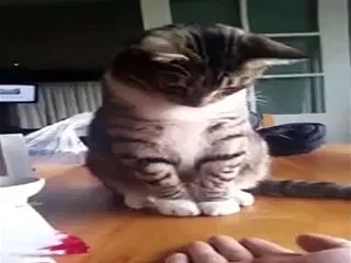 Cat s reactions to hand video   Whatsapp funny videos 2015 2016 @whatsapp #whatsapp