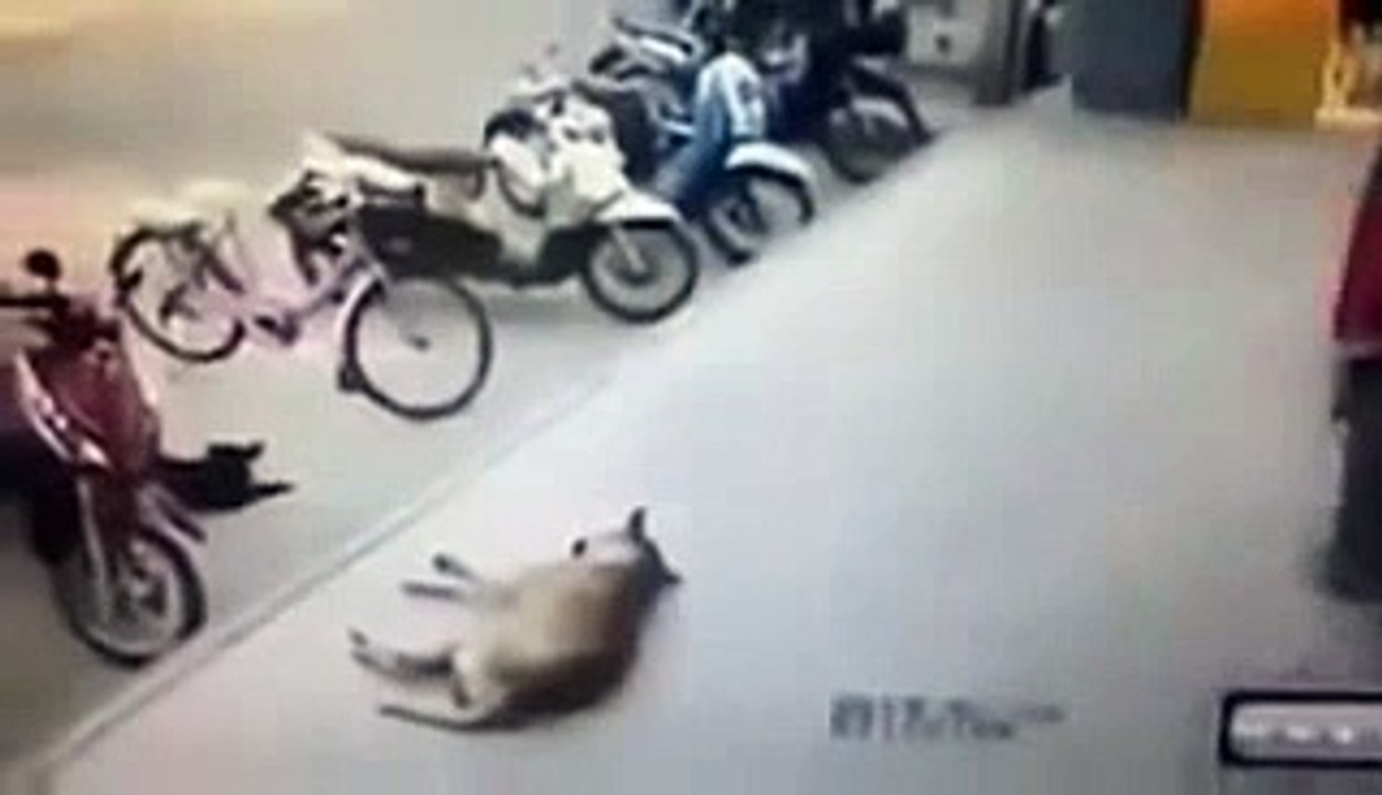 Whatsapp Funny videos 2015 (2)