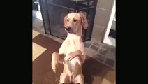 Whatsapp Dog acting like dead video 2016   Whatsapp funny videos 2016 2015 #whatsapp #whatsapp