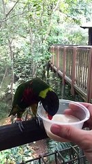 Bird Feeding - SloMo