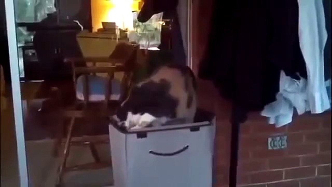 Funny Cat 20