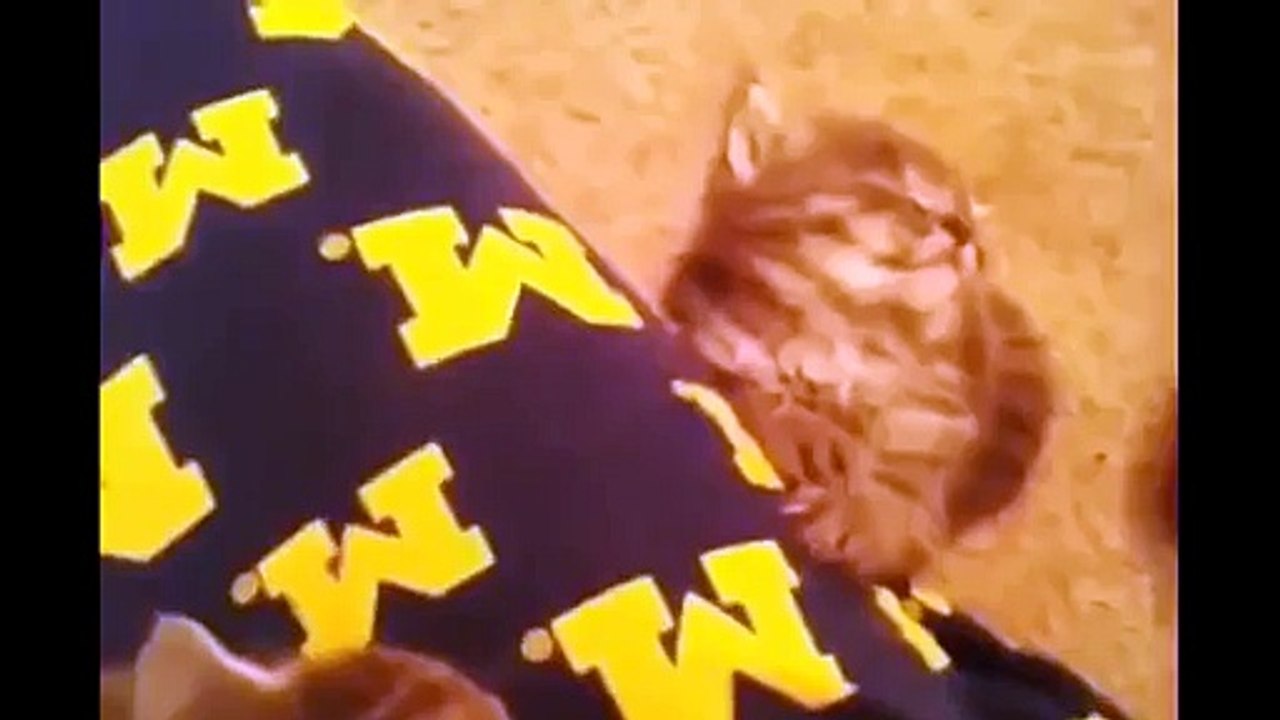 Funny Cat 15