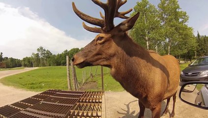 Parc omega à Montebello