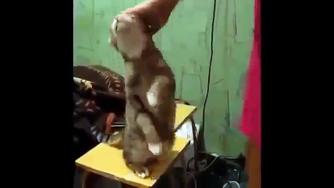 Funny Cat 17
