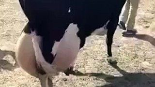 Amazing cow
