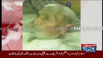 PMLN Candidate Cuts Old Man Nose For Not Giving Vote