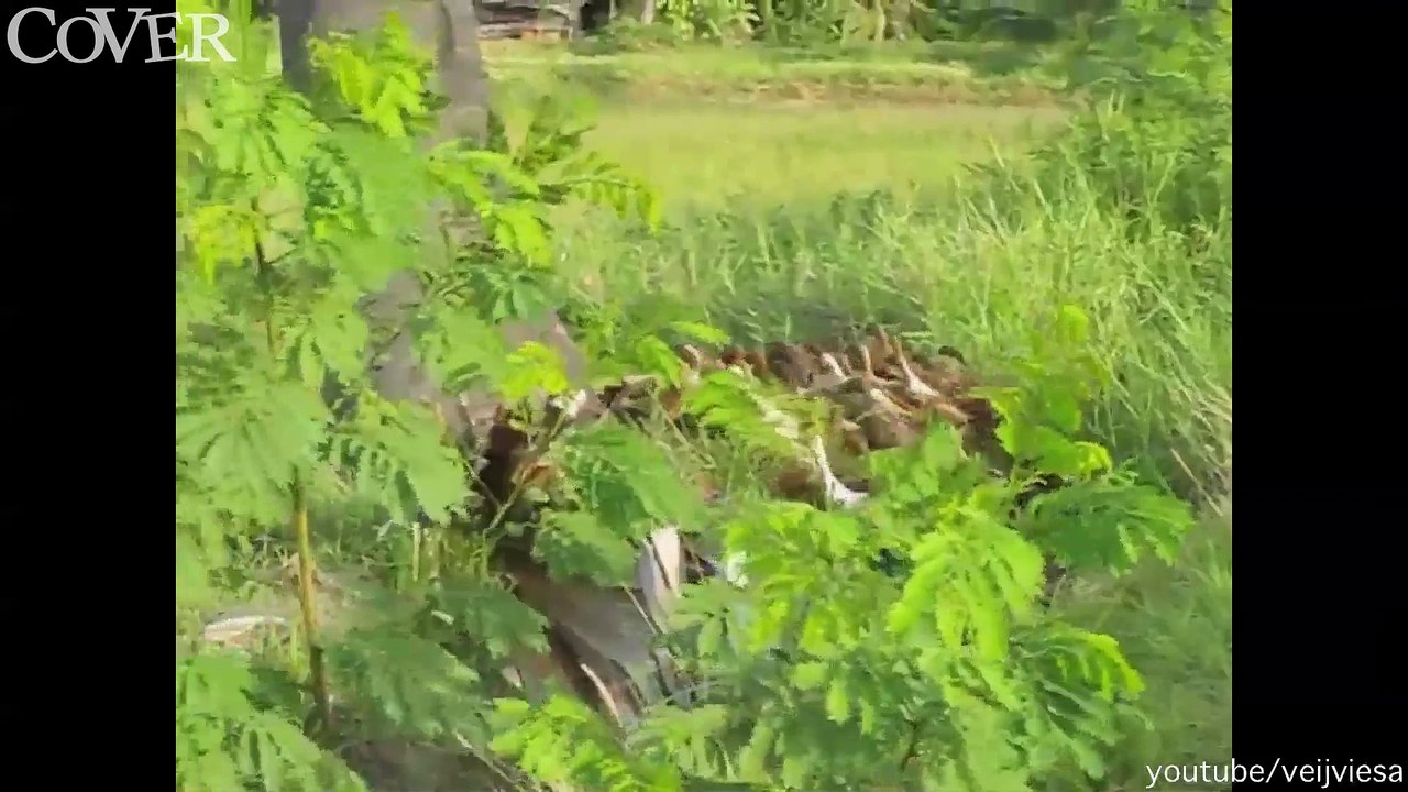 That's a lot of ducks! Utociki