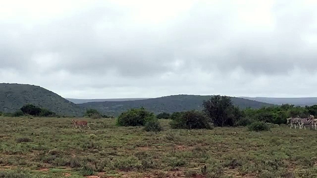Zebra vs Cheetah