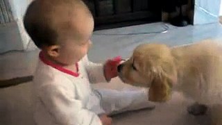 Baby And White Labrador Puppy