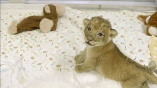 Baby lions cubs playing