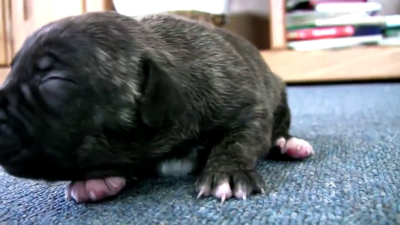Cute pitbull puppies playing with boxer puppies