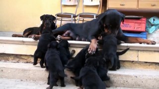 Rottweiler Puppies playing [HD, 720p]
