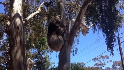 Ce koala pleure après avoir été viré de son arbre